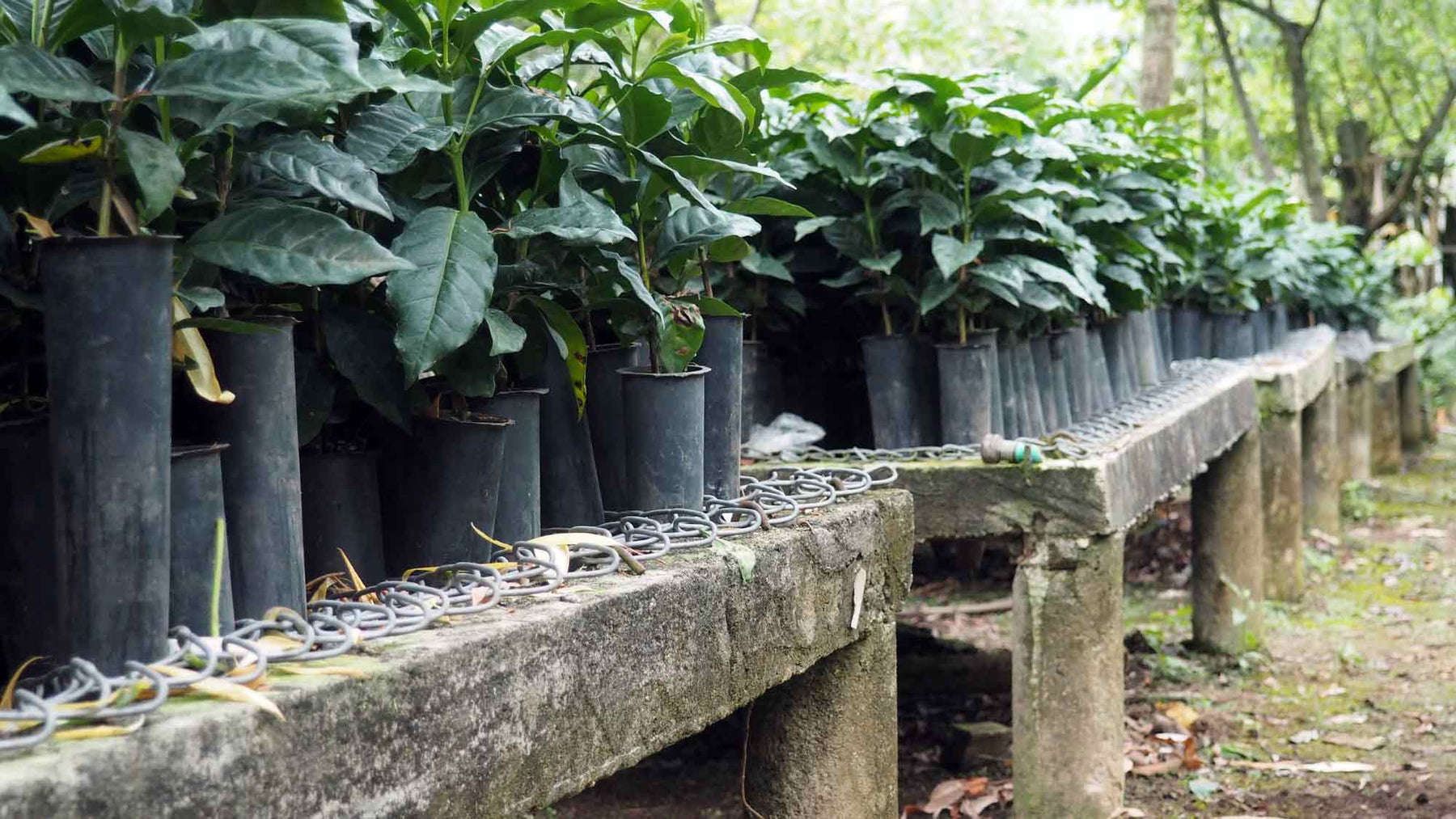 huixoc seedlings