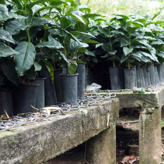 huixoc seedlings