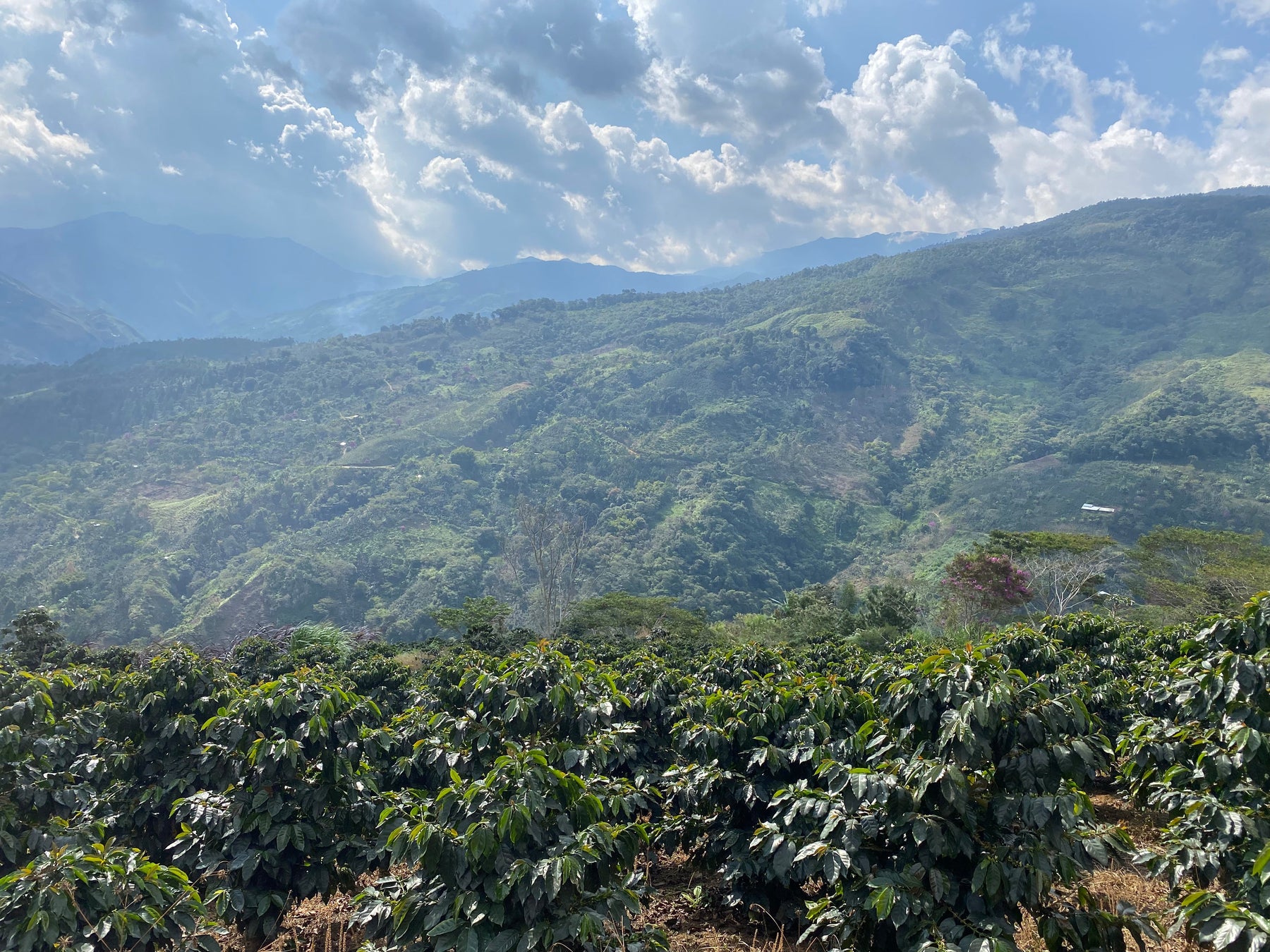 green coffee field report from Peru