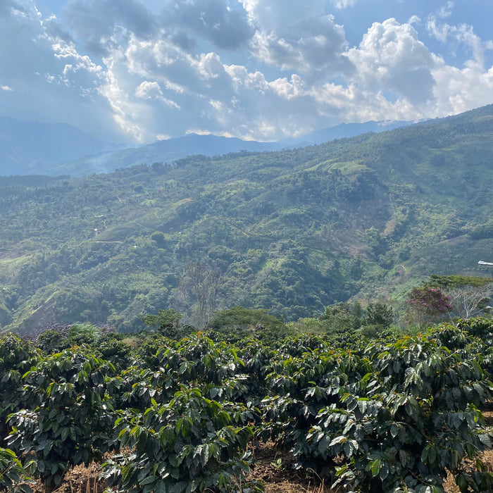 green coffee field report from Peru
