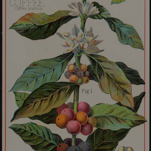A Roaster’s Guide to Understanding Coffee Plant Types