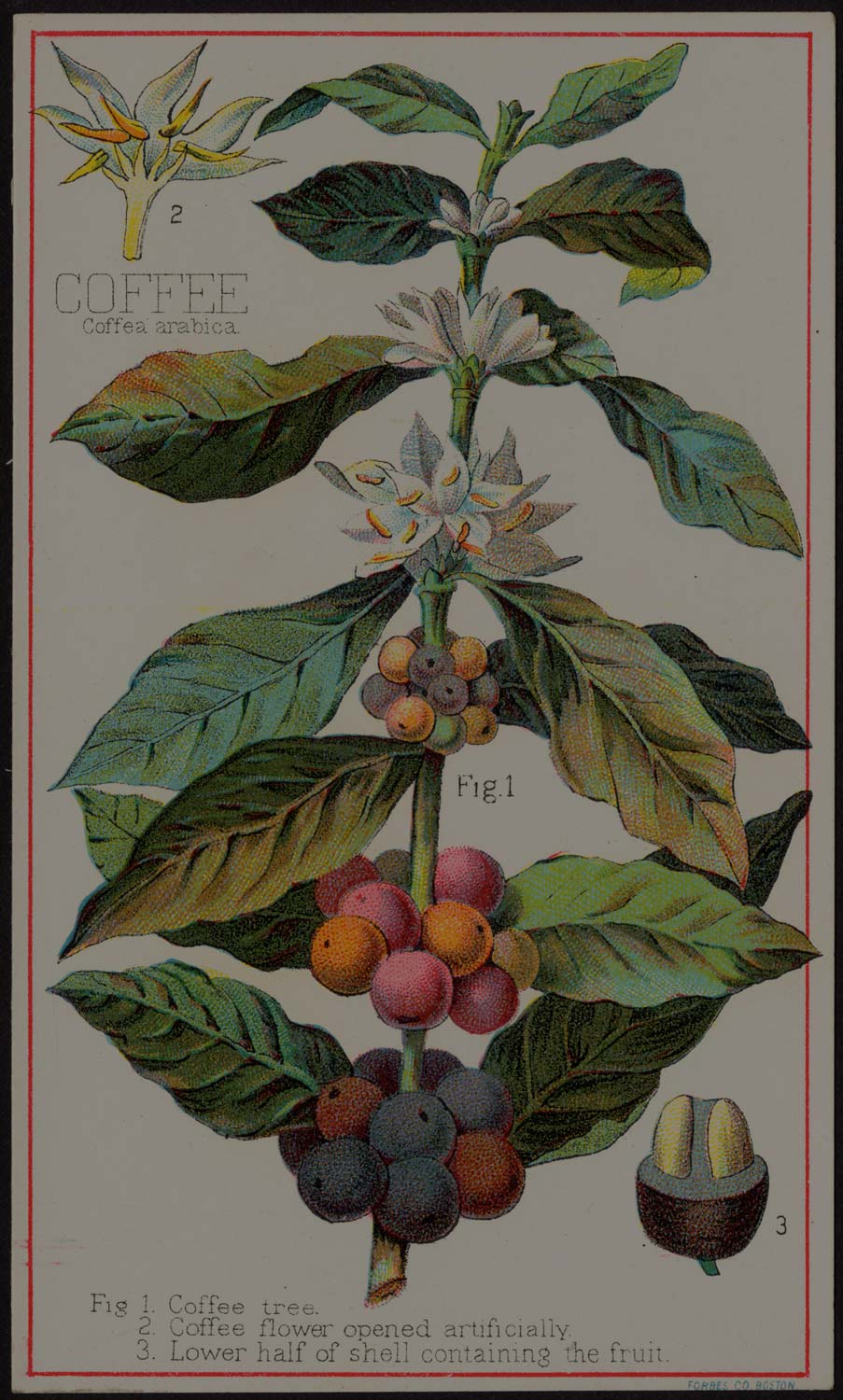 A Roaster’s Guide to Understanding Coffee Plant Types