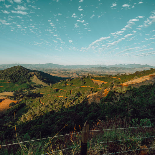 Brazilian coffee farm