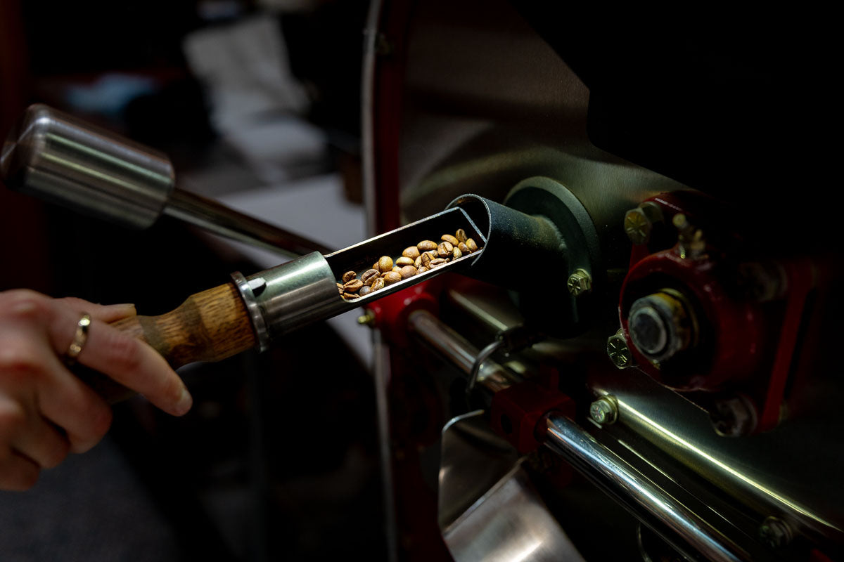 checking coffee color while roasting