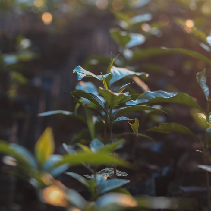 Coffee Leaves, Caranavi Los Yungas Bolivi