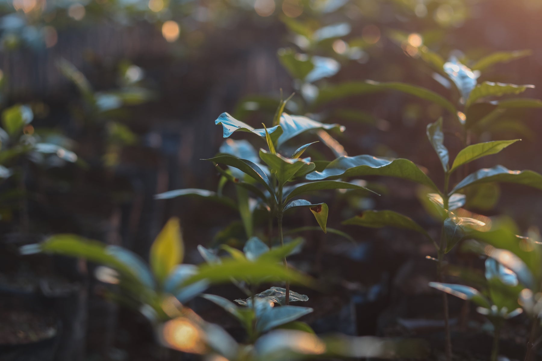 Coffee Leaves, Caranavi Los Yungas Bolivi