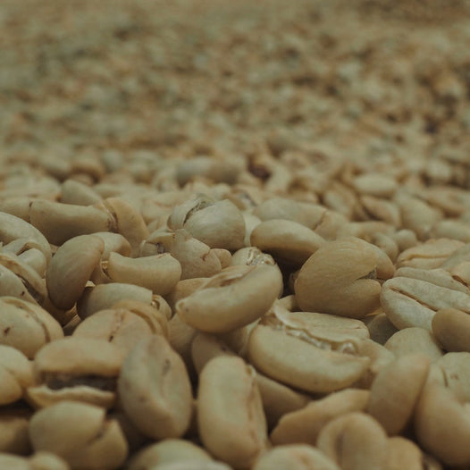 Colombia Huila Salado Blanco 36 Hour Fermentation Red Bourbon4.jpeg