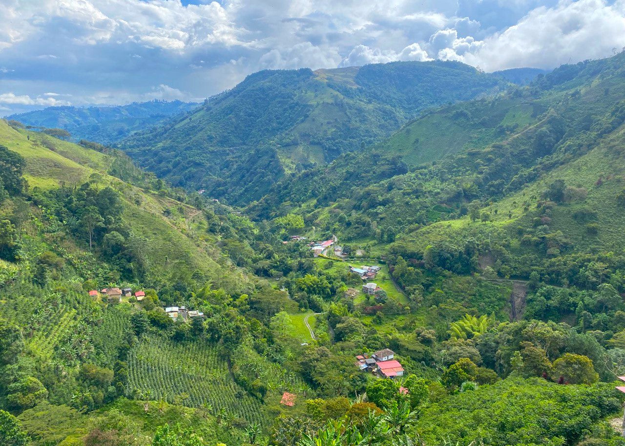 Colombia Tamata Washedback