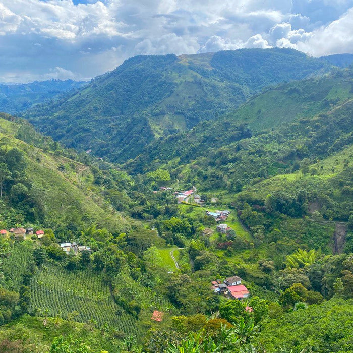 Colombia Tamata Washedback