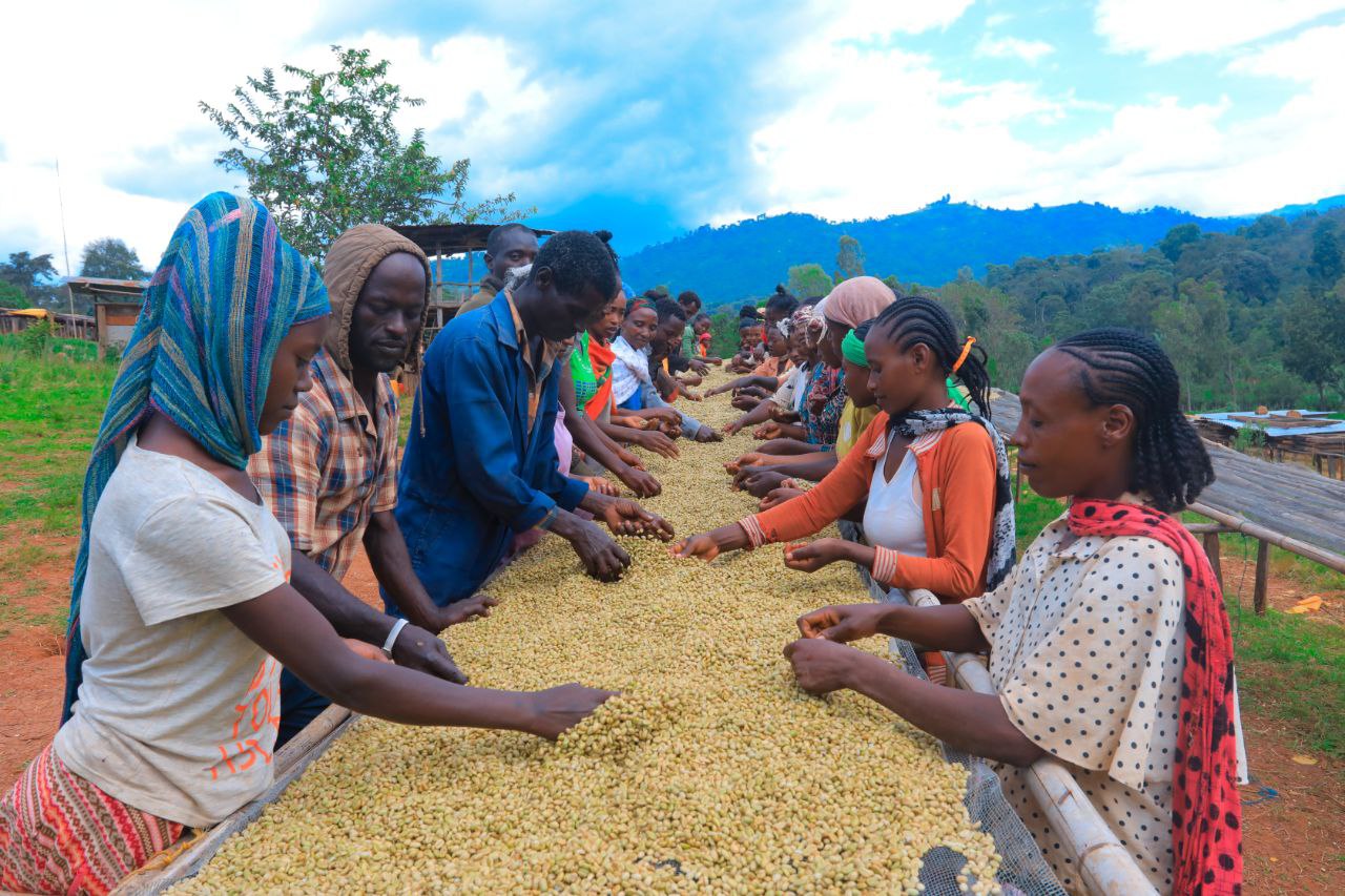 Yirgacheffe washing station