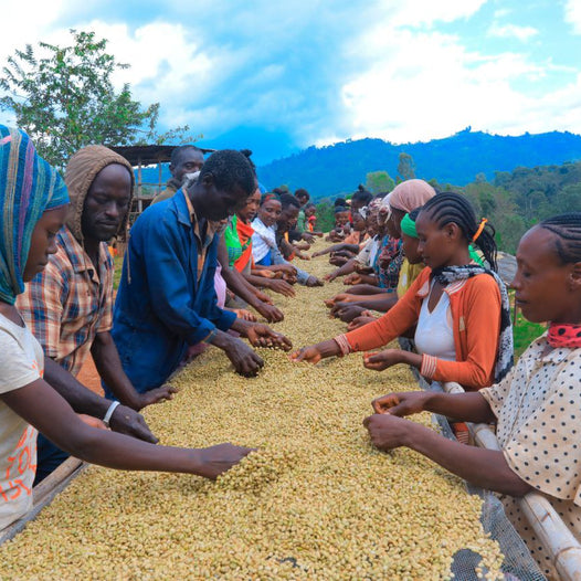 Yirgacheffe washing station