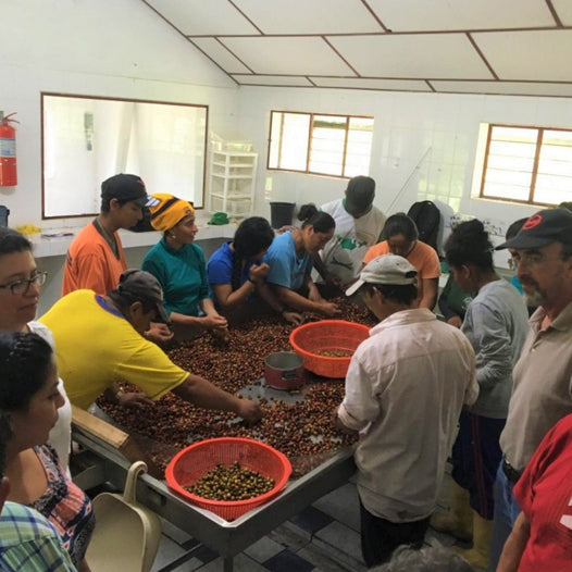 Coffee workers in Ecuador