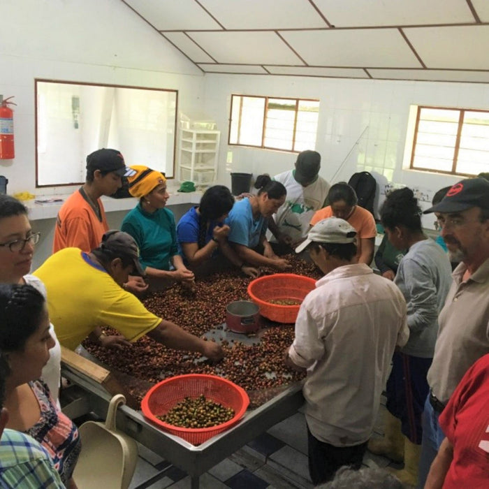 Coffee workers in Ecuador
