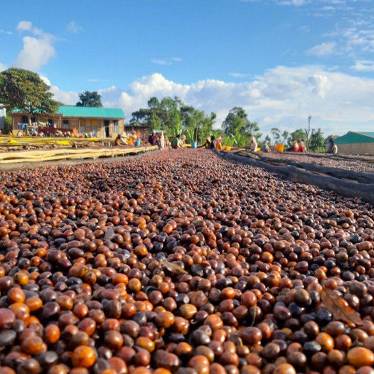 Ethiopia Guji 1 Natural Hambela Buku Sayasa11