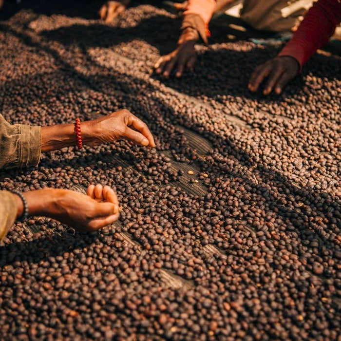 coffee on a drying table in Ethiopia