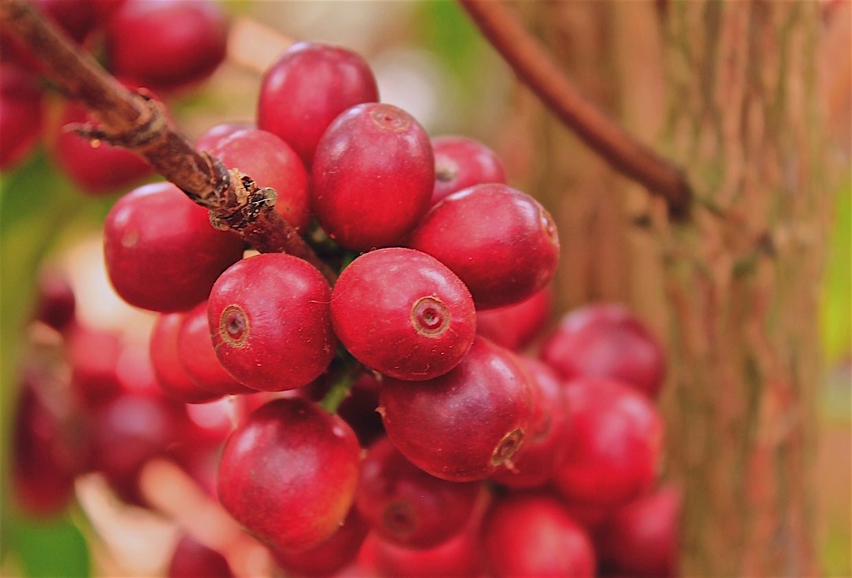 red coffee cherry