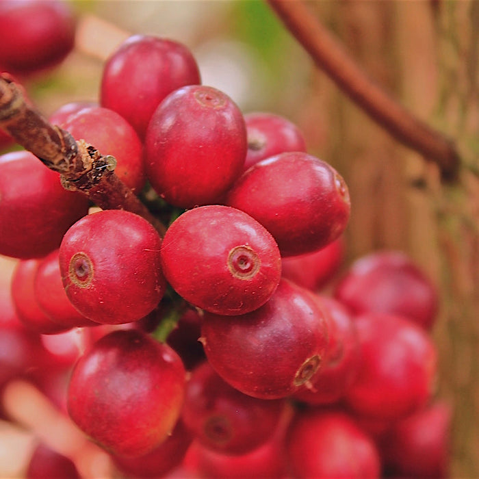red coffee cherry