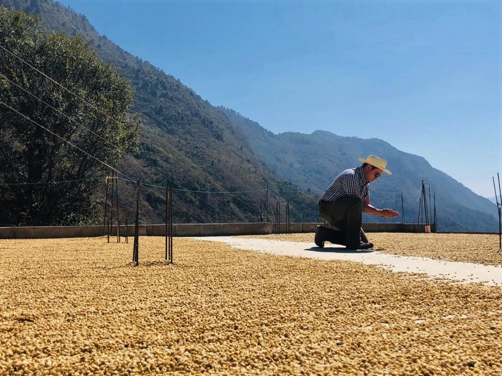 Guatemala Green Coffee Export