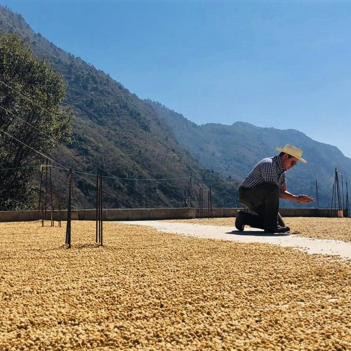 Guatemala Green Coffee Export