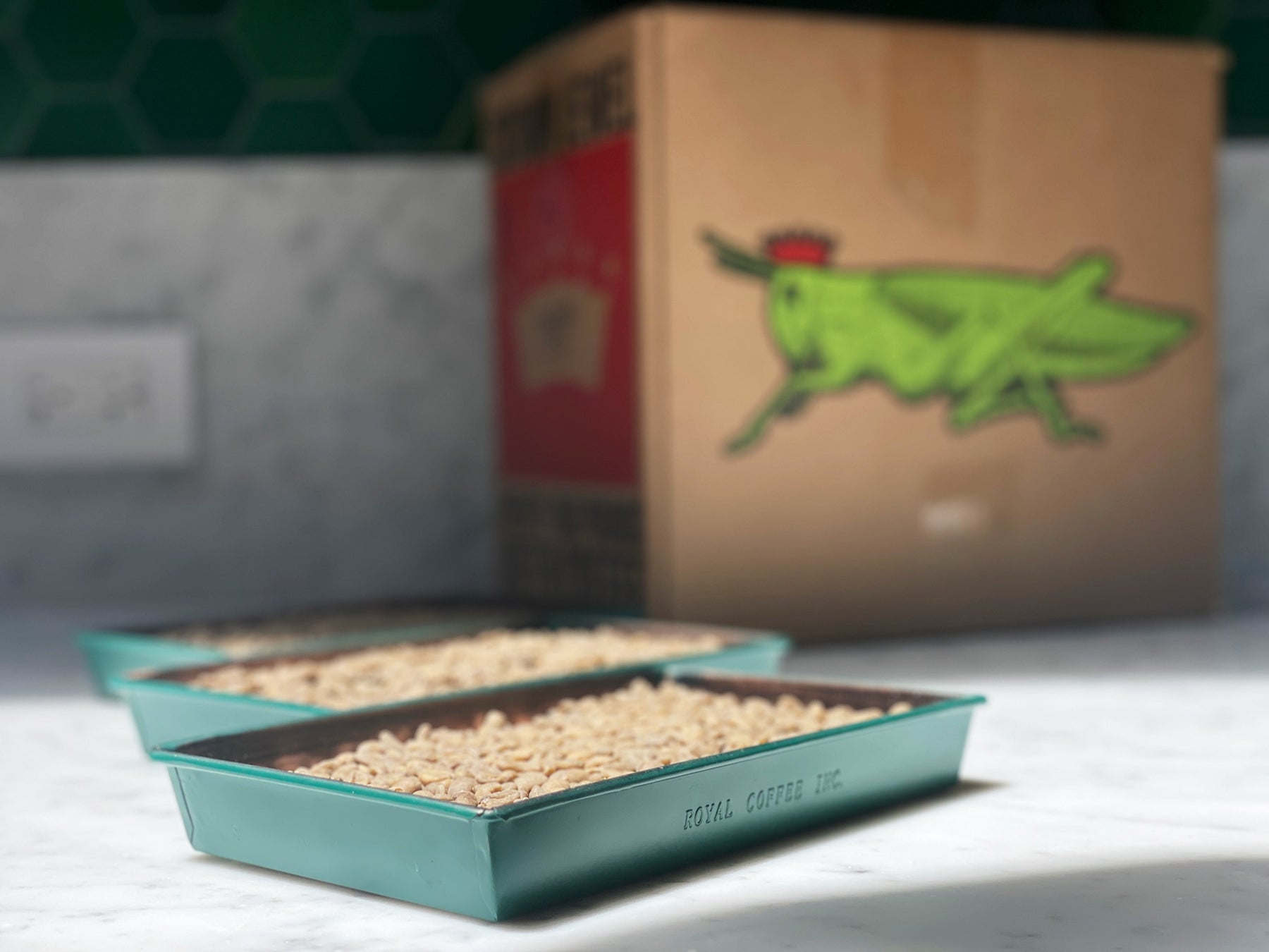 Green coffee beans in Royal Coffee trays