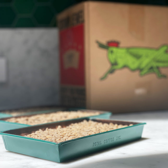 Green coffee beans in Royal Coffee trays