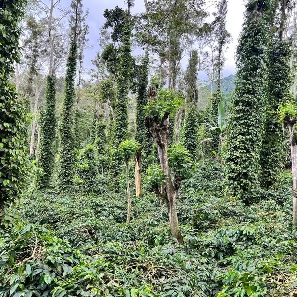 coffee farm in India