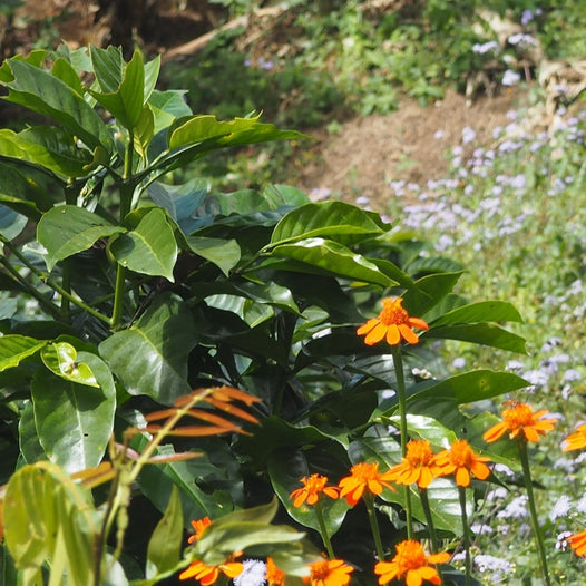 MEXICO FTO ALTOS DE CHIAPAS Enjambre Cafetero6