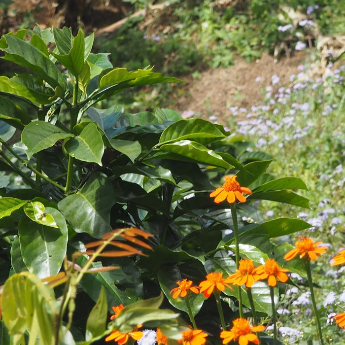 MEXICO FTO ALTOS DE CHIAPAS Enjambre Cafetero6