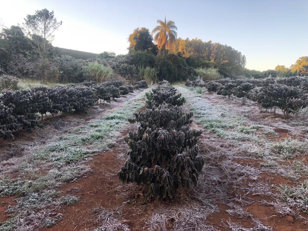 coffee plants frost in Brazil