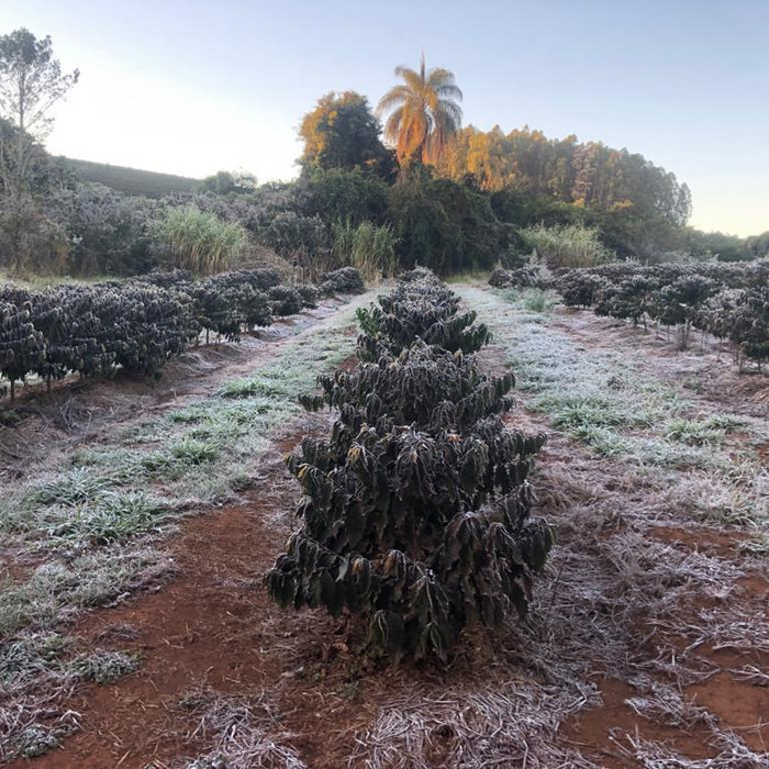coffee plants frost in Brazil