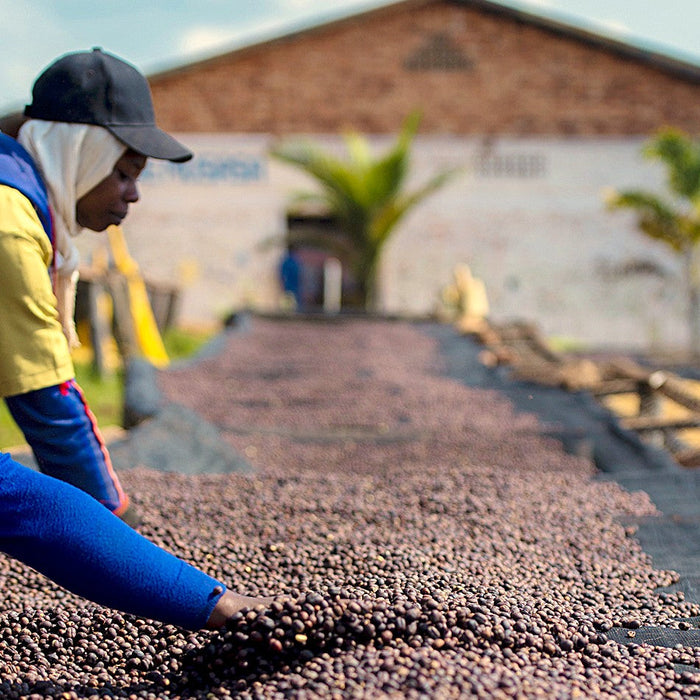 rwanda organic coffee