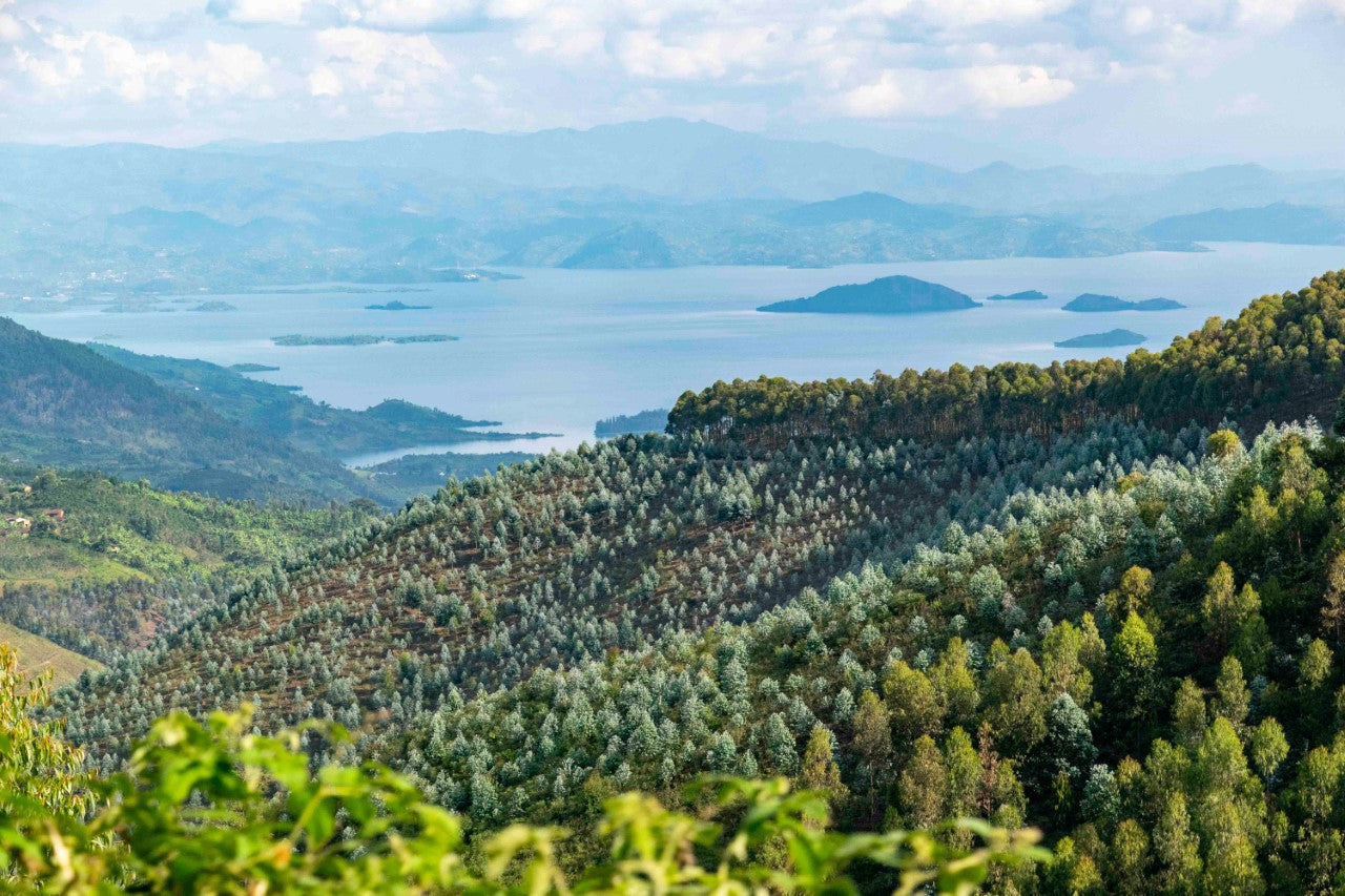 View from a green coffee farm in Rwanda.