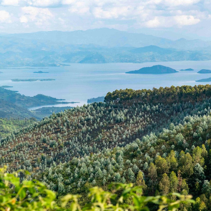 View from a green coffee farm in Rwanda.