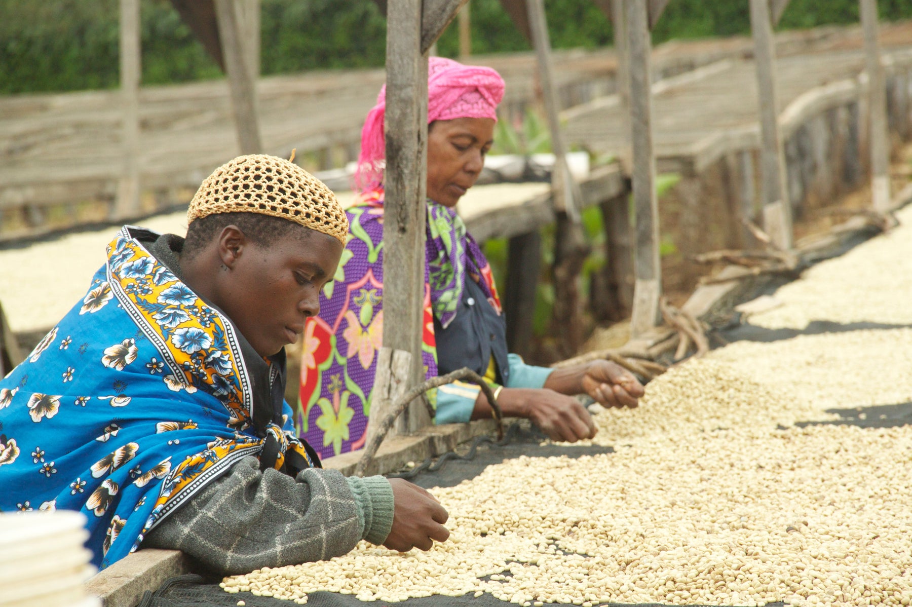 Sorting coffee parchment at Ascona Estate, Ngorongoro Caldeara near Oldeani
