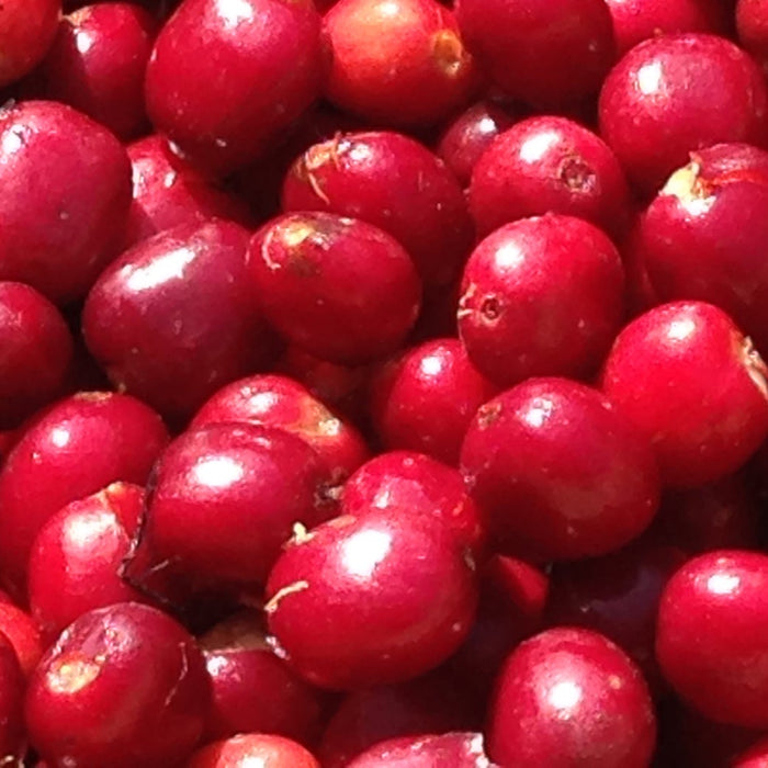 cherry