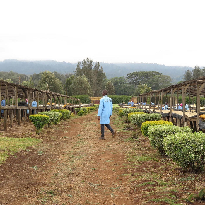 coffee farm in Tanzania
