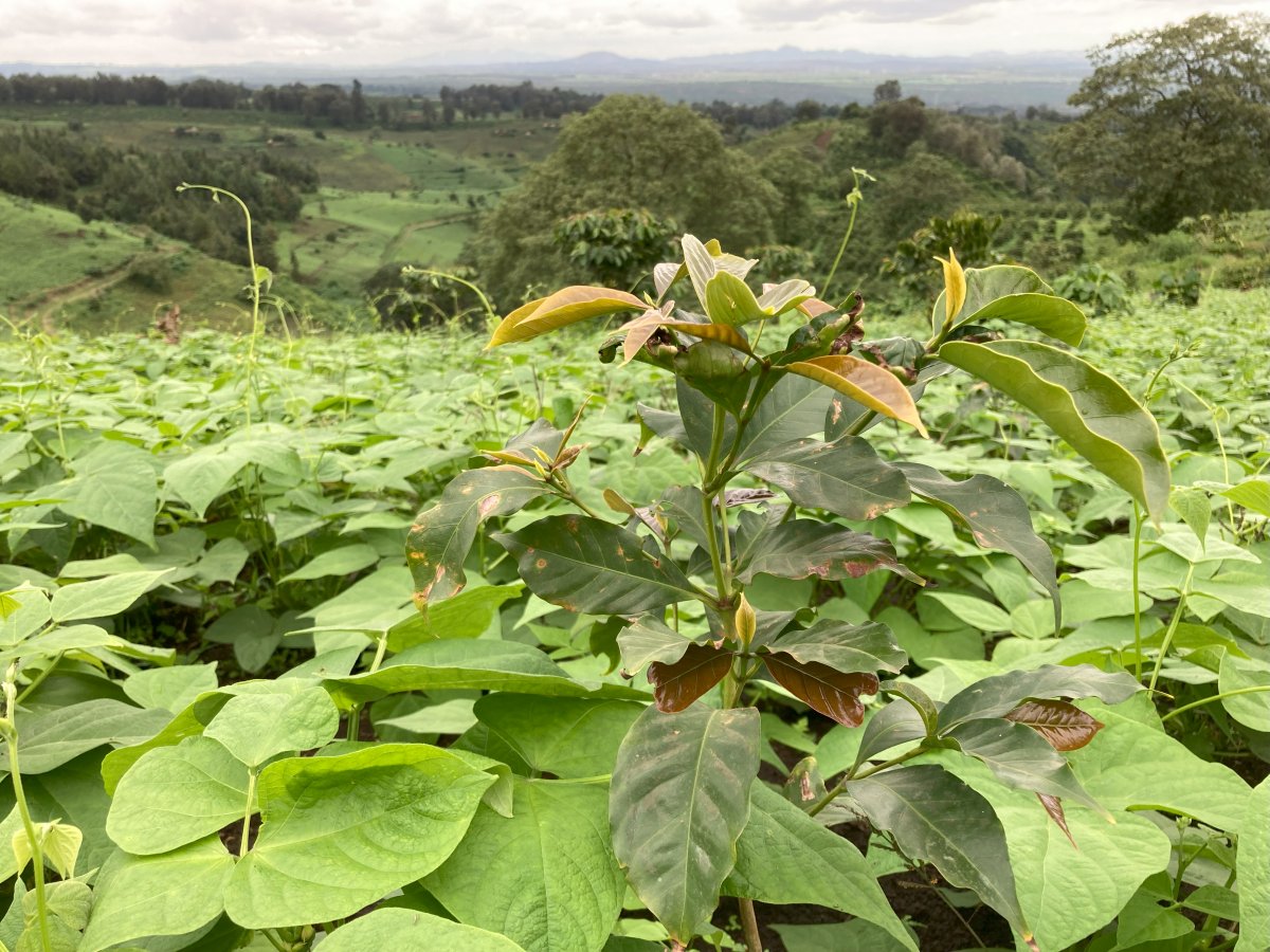 Edelweiss Gesha coffee plant