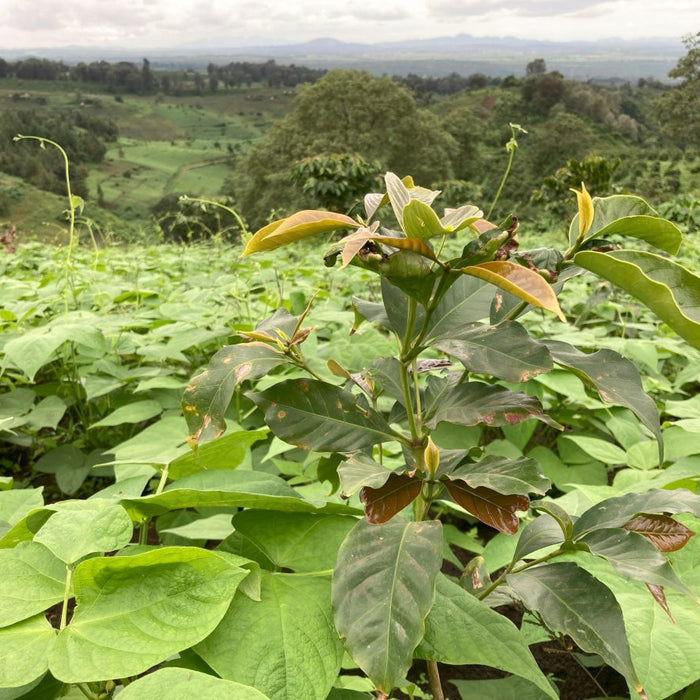 Edelweiss Gesha coffee plant