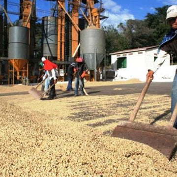 El Salvador El Jabali Bourbon/Pacas Fair Trade GrainPro (eljabali)