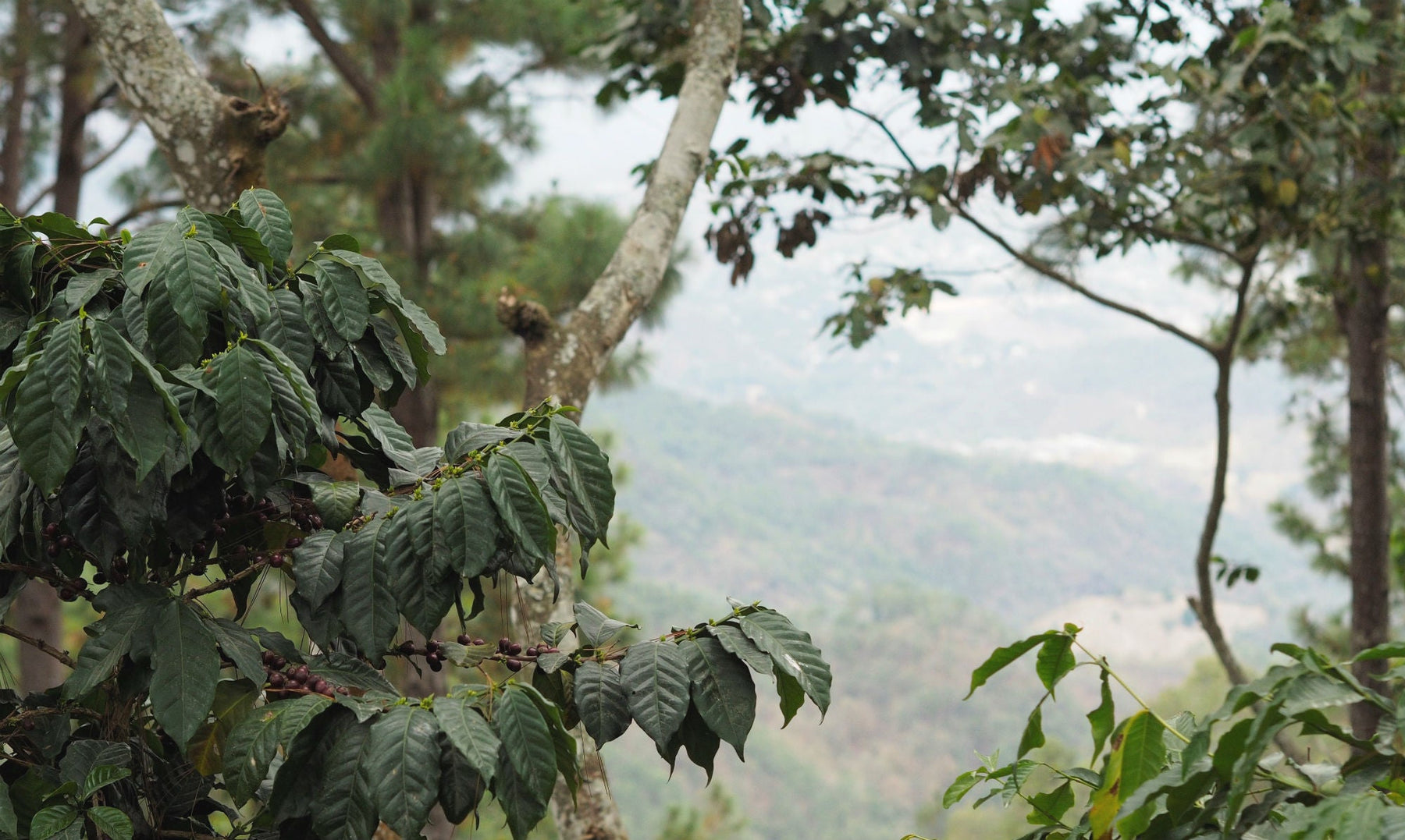 A view from Guate Finca San Lorenzo