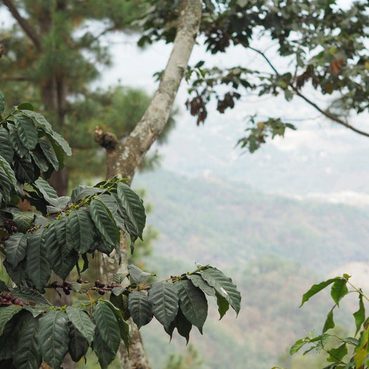 A view from Guate Finca San Lorenzo