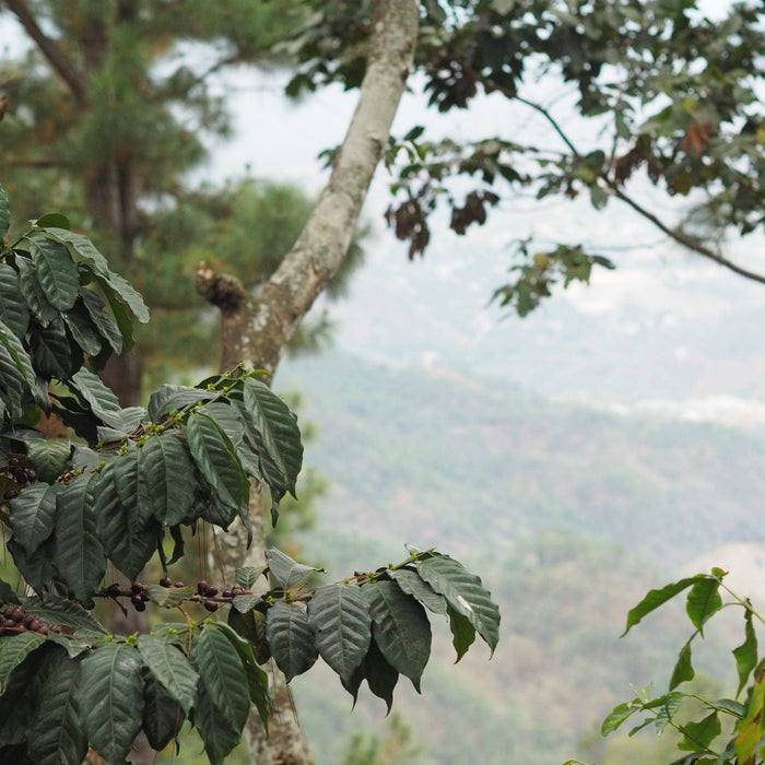 A view from Guate Finca San Lorenzo