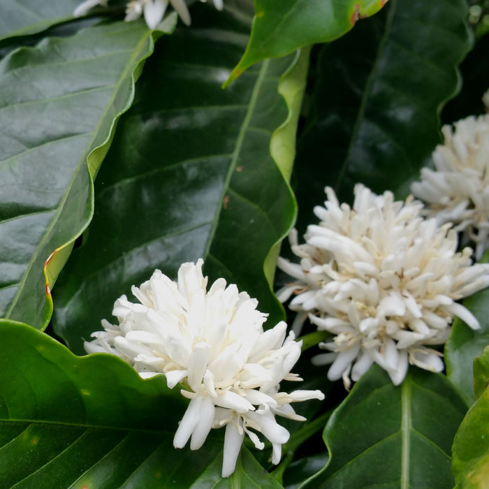 coffee flower
