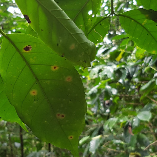 leafrust
