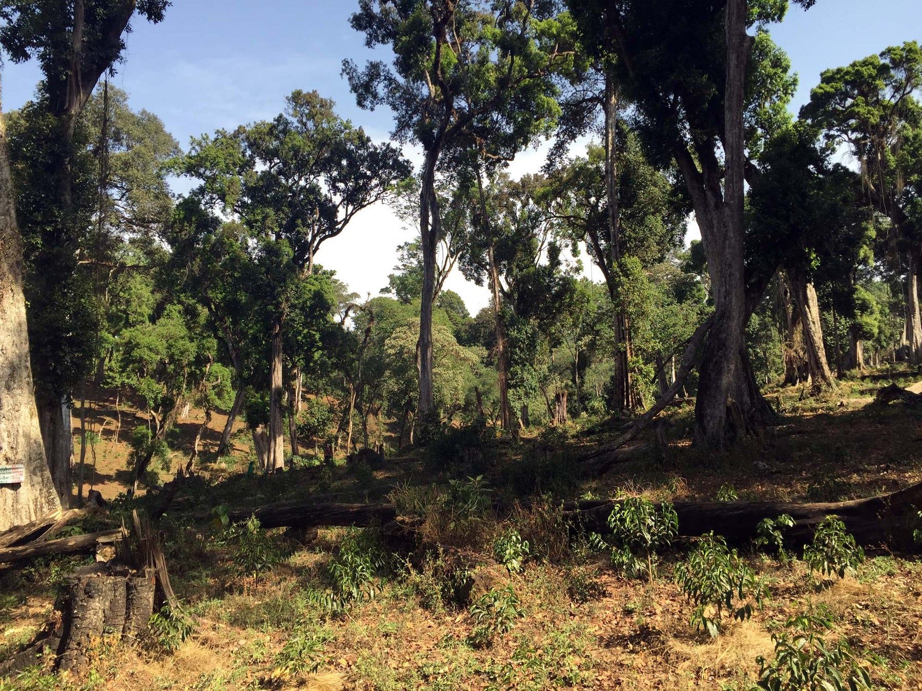Ethiopia Buku Hambela