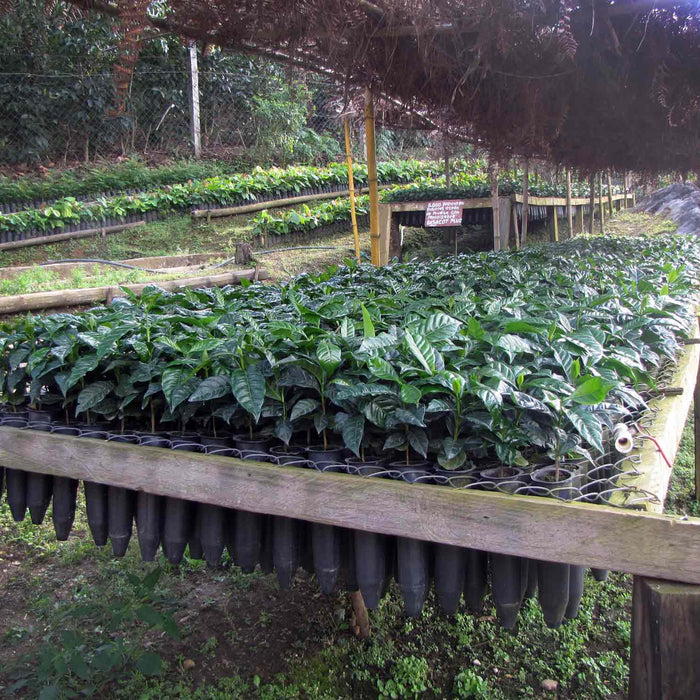 Traveling the Supply Chain in Guatemala