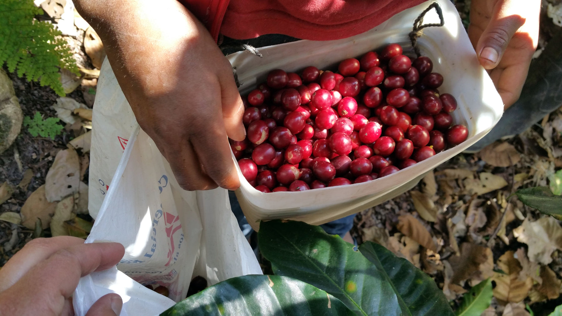 Catracha Coffee Single Farm Micro-lots Have Arrived