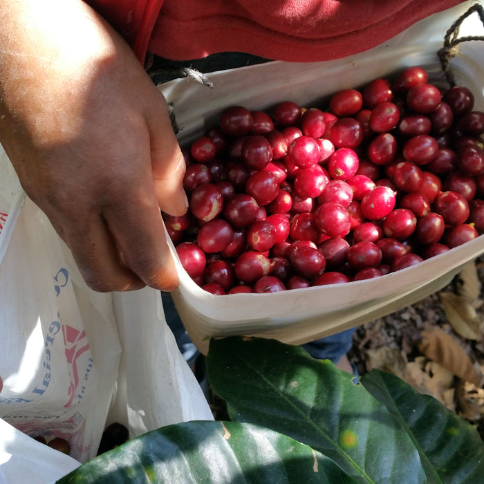 Catracha Coffee Single Farm Micro-lots Have Arrived