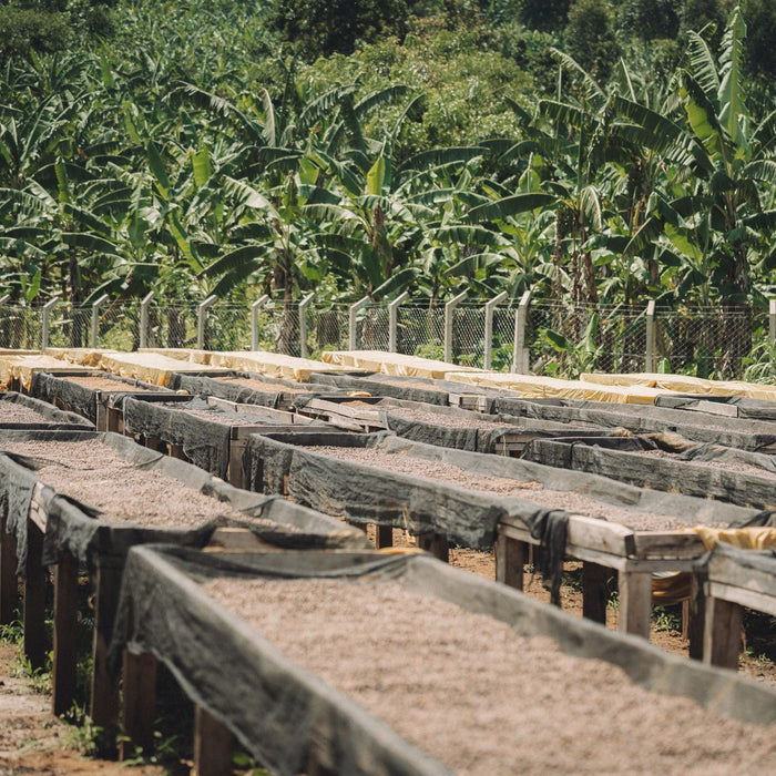 uganda green coffee