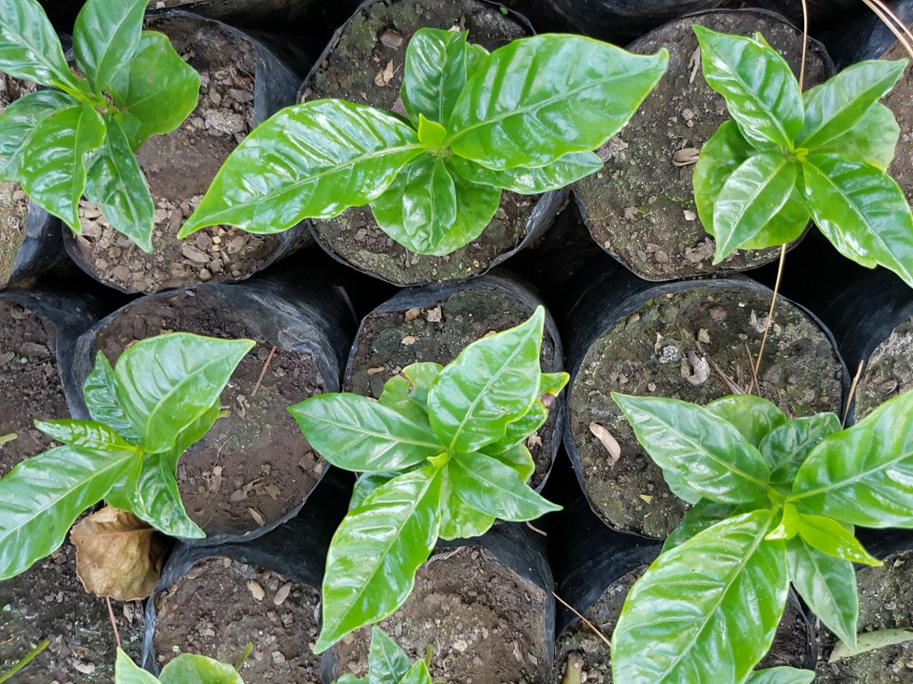 What We Know About GMOs and Specialty Coffee
